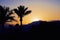 Tropical palm trees at sunset in evening