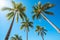 Tropical palm trees view clear sky. Generate Ai