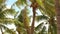 Tropical palm trees waving on sea wind on summer beach. Beautiful coconut palm on tropical coast in ocean on blue sky