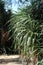 Tropical Palm Type Plant Pointy thin Leaf