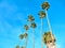 Tropical Palms with a fabulous blue sky