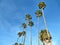 Tropical Palms with a fabulous blue sky