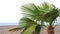 Tropical palms swaying on the wind in stormy weather near sea