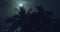 Tropical palms under night sky bathed in moonlight exude serenity Moonlight enhances mystical allure of tropical palms