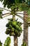 Tropical papaya fruit hanging on papaya tree, exotic food