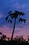 Tropical Papaya tree silhouettes at sunset