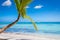 Tropical paradise: caribbean beach with single palm tree and boat, Punta Cana