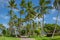 Tropical paradise: idyllic palm trees and footpath in Aruba, Dutch Caribbean