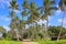 Tropical paradise, idyllic palm trees and footpath in Aruba, Dutch Caribbean