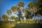 Tropical paradise: idyllic palm trees  in public park