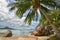 Tropical paradise - palm tree closeup and beautiful sandy beach