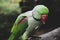 Tropical parrot on a brunch, zoo. birds. Colorful exotic birds