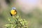 Tropical Parula Setophaga pitiayumi perched on top of a green branch under a greenish background