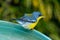 Tropical Parula (Setophaga pitiayumi) is a small New World warbler.