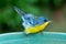 Tropical Parula (Setophaga pitiayumi) is a small New World warbler.