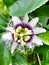 Tropical passion fruit flower up close in purple and white