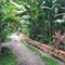 Tropical path in Bali