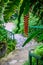 Tropical pathway with red and yellow hanging flower