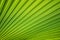 Tropical pattern on the palm leaf. Background of lines. Fresh and saturated tropical background