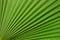 Tropical pattern on the palm leaf. Background of lines. Fresh and saturated tropical background