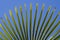 tropical pattern of palm tree against the blue sky for website backgrounds, Merano, South Tyrol, Italy