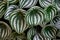 Tropical `Peperomia Argyreia` or `watermelon Peperomia` plant with round silvery green leaves  background