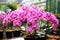 Tropical phalaenopsis orchid\\\'s exquisite blooms indoors