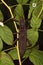 Tropical phasmatodea Eurycantha calcarata