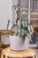 Tropical \\\'Philodendron Brandtianum\\\' houseplant with silver pattern on leaves