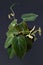 Tropical `Philodendron Hederaceum Micans` house plant with heart shaped leaves with velvet texture in on drak background