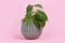 Tropical `Philodendron Hederaceum Micans` house plant with heart shaped leaves with velvet texture on pink background