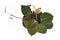 Tropical `Philodendron Hederaceum Micans` house plant with heart shaped leaves with velvet texture on white background