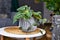 Tropical `Philodendron Hederaceum Micans` houseplant with heart shaped leaves with velvet texture in gray flower pot on table