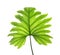 Tropical philodendron leaf isolated