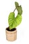 Tropical `Philodendron Mamei` houseplant with large leaves with silver pattern in natural flower pot on white background