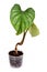 Tropical `Philodendron Mamei` houseplant with large leaves with silver pattern in transparent flower pot on white background