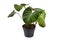 Tropical `Philodendron Verrucosum` houseplant with dark green veined velvety leaves in flower pot on white background