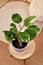 Tropical \\\'Philodendron White Knight\\\' houseplant