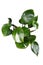 Tropical \\\'Philodendron White Knight\\\' houseplant