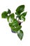 Tropical \\\'Philodendron White Knight\\\' houseplant