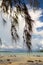 Tropical pine branches with cones on a background of a sea landscape.