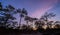 Tropical pine forest at dusk with twilight sky