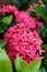 Tropical pink bush flowers