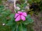 Tropical pink flower close up