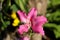 Tropical pink flower with five petals and long stamens