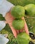 Tropical Pink Guava Fruit In Louisiana