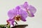 Tropical pink orchid Phalaenopsis Philadelphia over white-grey background