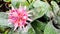 Tropical pink pineapple flower plants