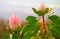 Tropical Pink Protea Flower