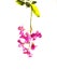 Tropical pink streaked orchid flower isolated background